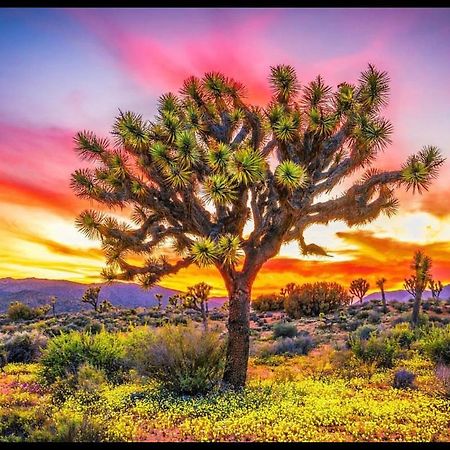 Desert Dreamer Yucca Valley Luaran gambar