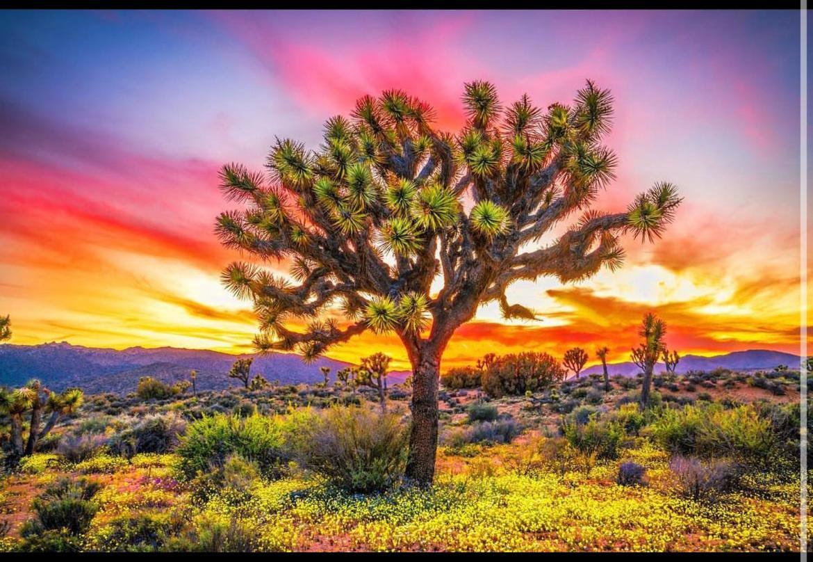Desert Dreamer Yucca Valley Luaran gambar